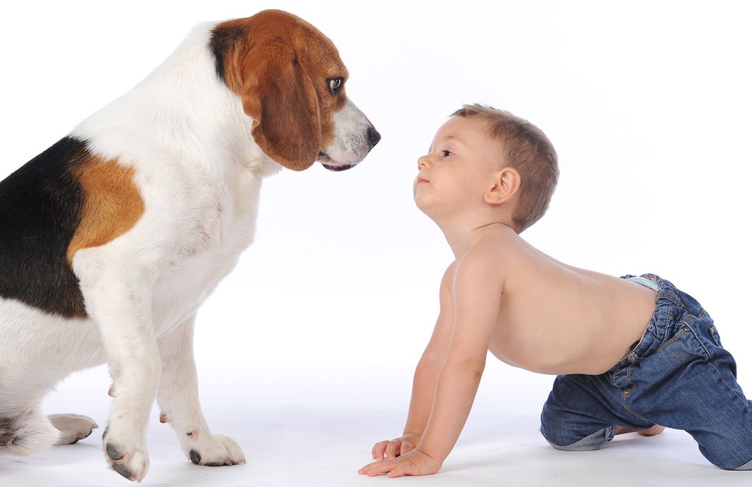 Fotografía de mascotas